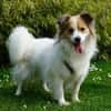 Luke sucht pawfect match!
