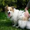 Luke sucht pawfect match!