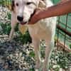 TODDY - großer Hund, großes Herz, große