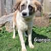 Giorgia in der Tierherberge Donzdorf