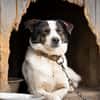 Dill sucht ein liebevolles Zuhause