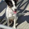 Dill sucht ein liebevolles Zuhause