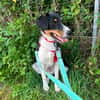 Dill sucht ein liebevolles Zuhause