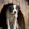 Dill sucht ein liebevolles Zuhause