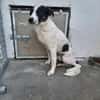 Dill sucht ein liebevolles Zuhause