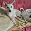 Welpe Sara