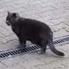 BLUE sucht sein Zuhause