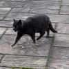 BLUE sucht sein Zuhause