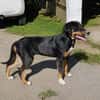 Latoya, liebe Hündin sucht neue Familie