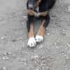 Latoya, liebe Hündin sucht neue Familie