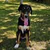 Latoya, liebe Hündin sucht neue Familie
