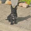 Kleiner Jordy aus Bochum sucht neues Zuhause