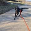 junger Haso sucht eine liebe Familie