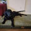 junger Haso sucht eine liebe Familie