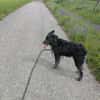 Sportlicher Cortesse sucht Familie