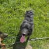 Sportlicher Cortesse sucht Familie