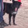 Sportlicher Cortesse sucht Familie