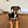 Heidi sucht ein liebevolles Zuhause
