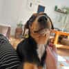 Heidi sucht ein liebevolles Zuhause