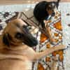 Heidi sucht ein liebevolles Zuhause