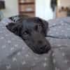 Nino sucht ein liebevolles Zuhause