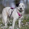 liebe, freundliche Seniorin CARLA