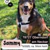 Sensibler SAMMY sucht neues Glück