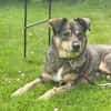 Herzenshund Koda sucht sein Für-Immer-Zuhause