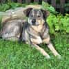 Herzenshund Koda sucht sein Für-Immer-Zuhause