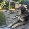Herzenshund Koda sucht sein Für-Immer-Zuhause