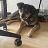 Herzenshund Koda sucht sein Für-Immer-Zuhause