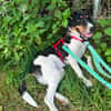 Schiggy sucht ein liebevolles Zuhause