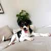 Schiggy sucht ein liebevolles Zuhause