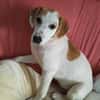 Welpe Nono, Familie mit Herz gesucht