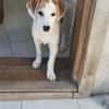 Welpe Nono, Familie mit Herz gesucht