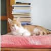 Ziggy Fröhlicher Kater sucht seine Familie zum Kuscheln