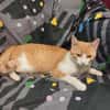 Ziggy Fröhlicher Kater sucht seine Familie zum Kuscheln
