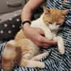 Ziggy Fröhlicher Kater sucht seine Familie zum Kuscheln