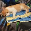 Ziggy Fröhlicher Kater sucht seine Familie zum Kuscheln
