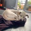 Candle sucht ein liebevolles Zuhause