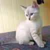 BIJIN