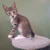 ABRICOT