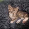 ABRICOT