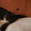 Onyx