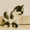 YAMI (RESERVE - PLUS A L'ADOPTION)