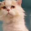 NORBERT
