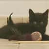 TOKO  (RESERVE - PLUS A L'ADOPTION)
