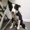 OTIS ( A TROUVE SA FAMILLE)