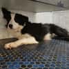 OTIS ( A TROUVE SA FAMILLE)