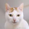 LADY A17406